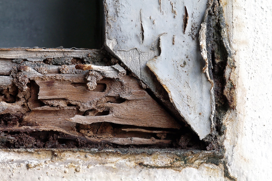 Understanding a Wood Destroying Organism (WDO) Inspection Report